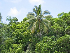 CairnsTC358 Daintree
